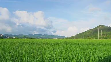 水稻稻田农业大规模种植视频的预览图